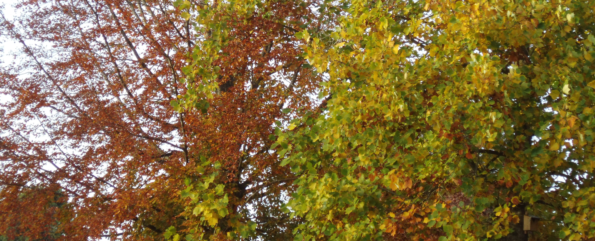 Wechselbild der Gemeinde